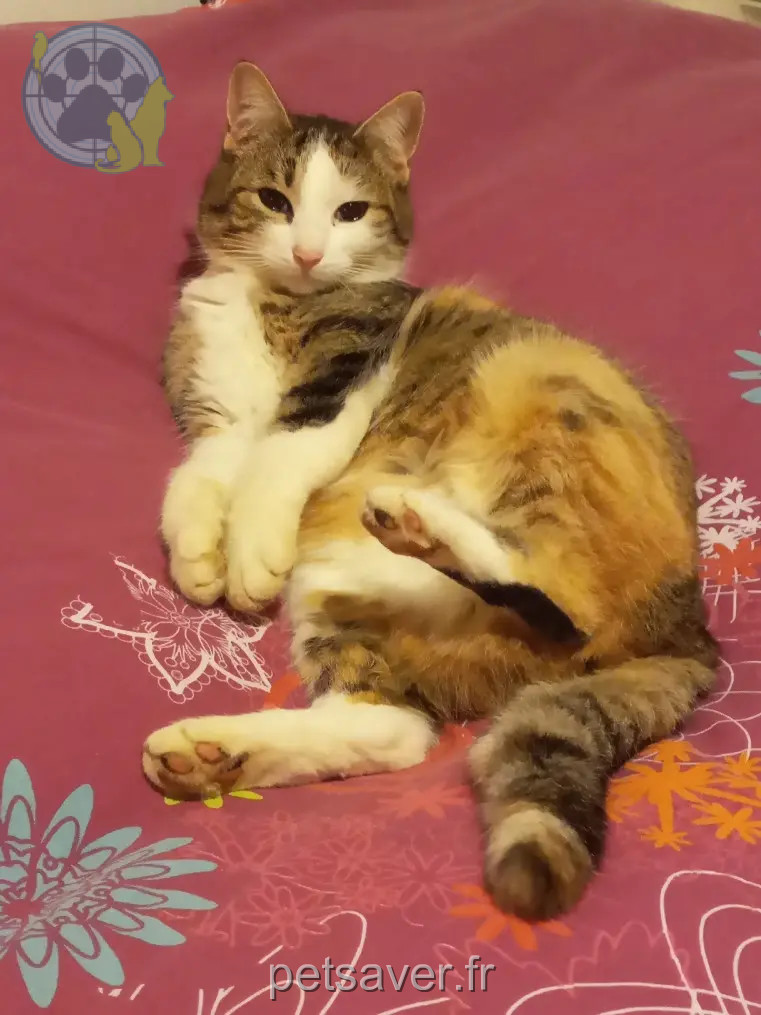 Chatte Perdue 68 Haut-Rhin - Pocket Chatte Perdue 68 Haut-Rhin - Pocket