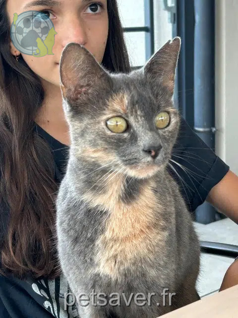 chatte reunited 68130 Hausgauen Pomme