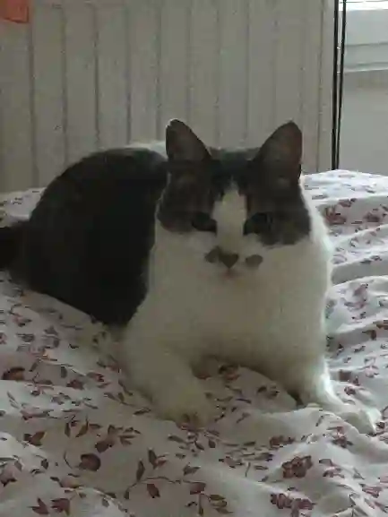 Chatte Trouvée 68 Haut-Rhin - Poupette Chatte Trouvée 68 Haut-Rhin - Poupette