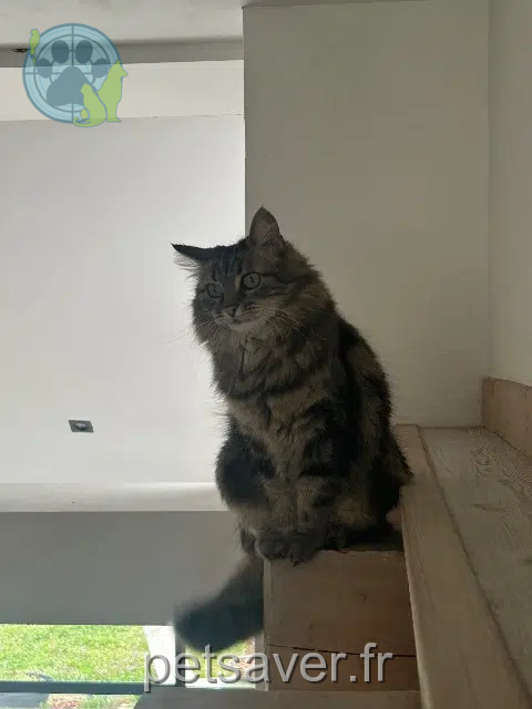 chatte reunited 68600 Biesheim Poupou