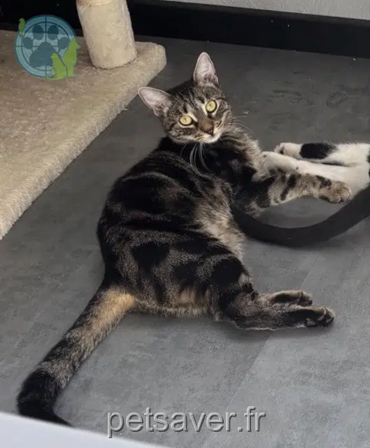 Katze reunited   68170 Rixheim Rajah