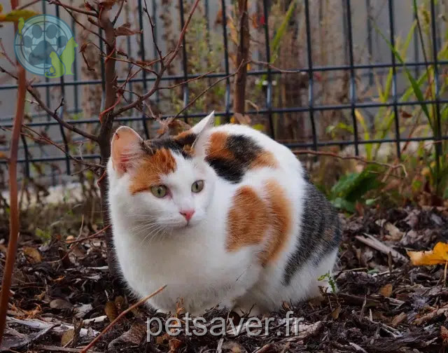 chatte reunited   68170 Rixheim Robine