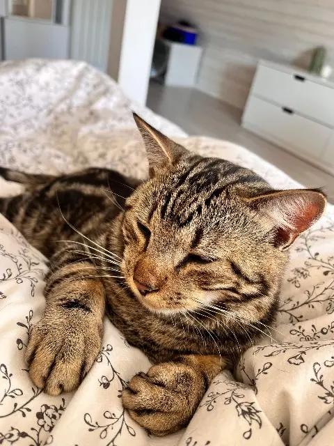 chatte reunited   68510 Rantzwiller Romy