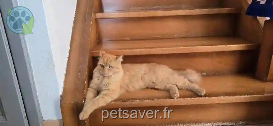 Chatte Trouvée 68 Haut-Rhin - Roxie Chatte Trouvée 68 Haut-Rhin - Roxie