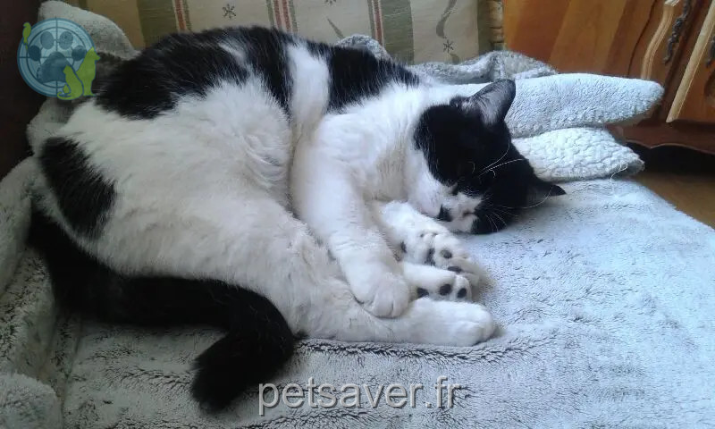 Chatte Perdue 68 Haut-Rhin - Schnapsie Chatte Perdue 68 Haut-Rhin - Schnapsie
