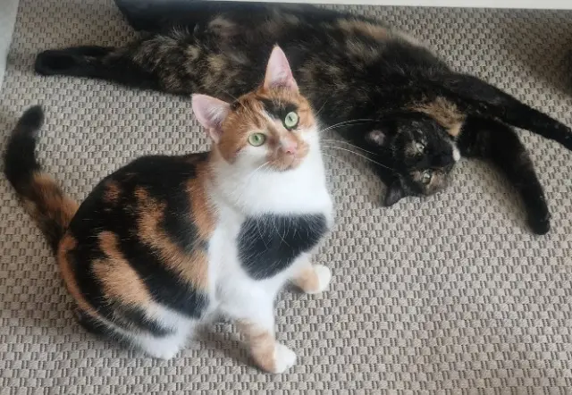 chatte reunited    Wintzenheim Shinzõ