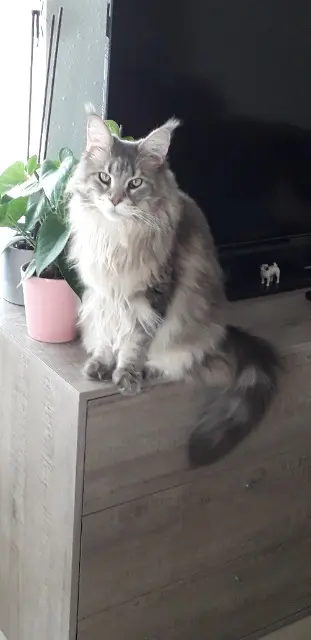 chatte reunited   68500 Berrwiller Starla