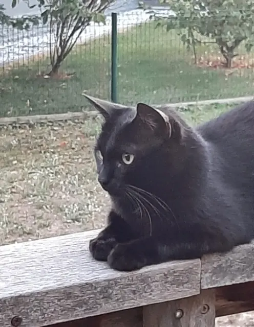 chatte reunited   68040 Ingersheim Stella