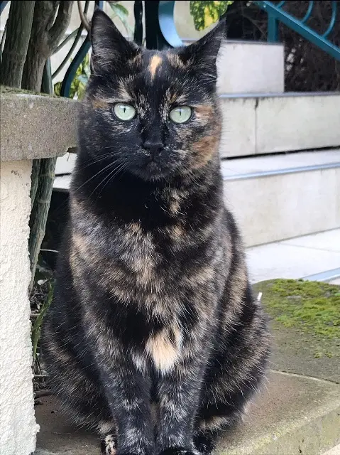 chatte reunited   68510 Helfrantzkirch Sushi