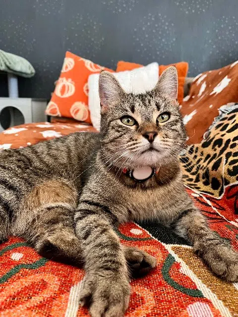 chatte reunited   68330 Huningue Sushi