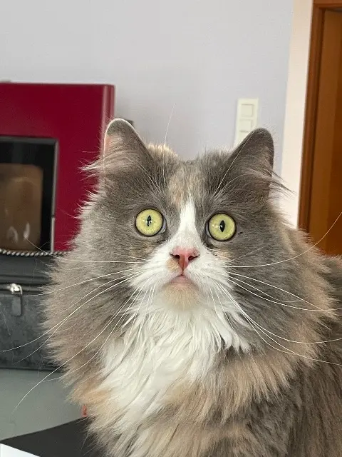 chatte reunited   68740 Hirtzfelden SUSHIE