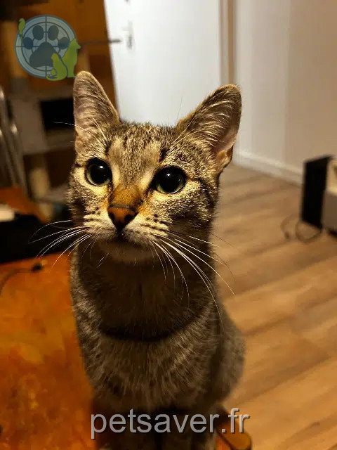 chatte reunited   68270 Wittenheim Sweetie