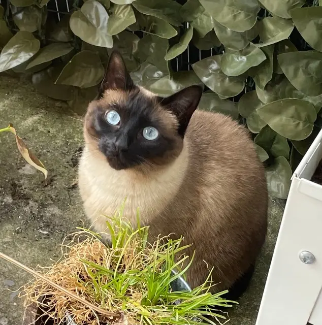 chatte reunited   68110 Illzach Sya