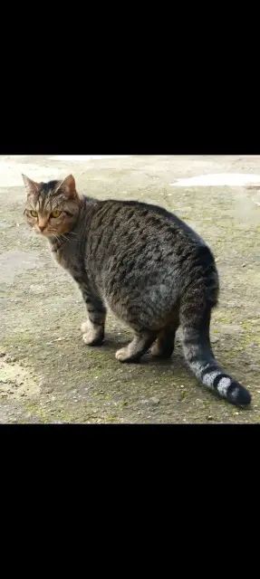 chatte reunited   68127 Niederentzen Syrah