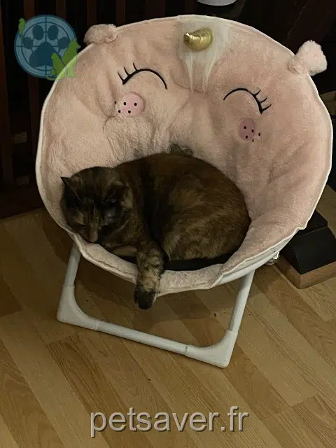 chatte reunited   68460 Lutterbach Thelma