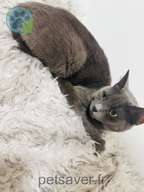 Katze reunited   68190 Ensisheim Velvet