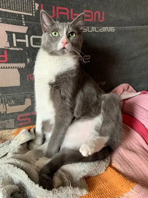 chatte reunited   68570 Soultzmatt Wendy