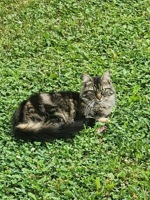 chatte reunited   68490 Bantzenheim Xéna