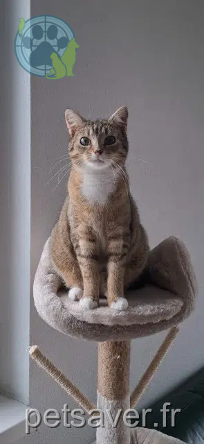 chatte reunited 68800 Vieux-Thann Yumi