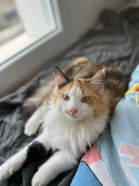 chatte reunited   68320 Fortschwihr Zaza