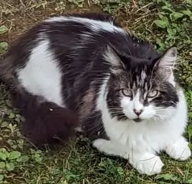 chatte reunited   68330 Huningue Zazou