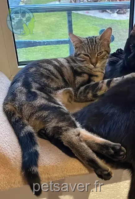 chatte reunited 68480 Werentzhouse Zelda