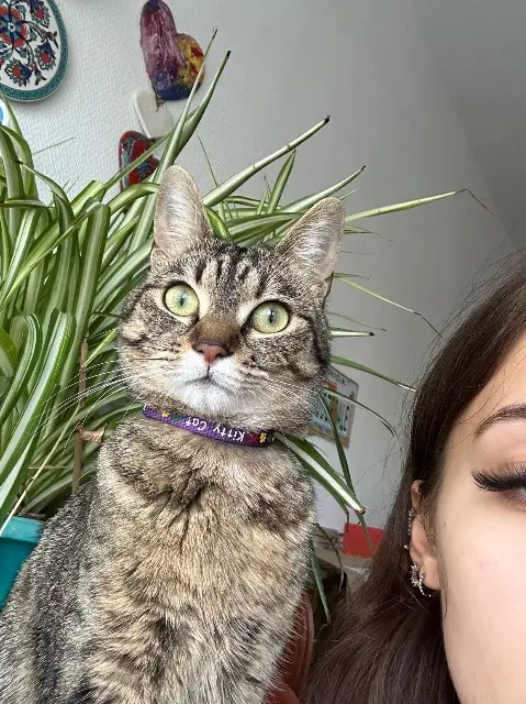 chatte reunited   68000 Colmar Zola