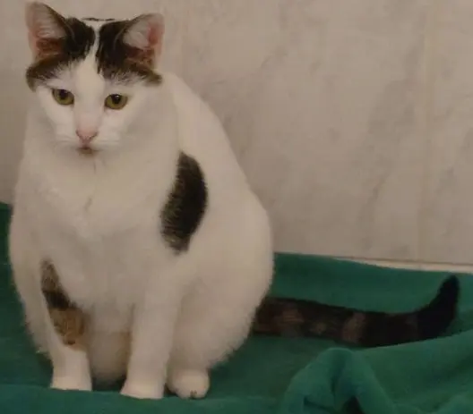 Chatte Perdue 68 Haut-Rhin Chatte Perdue 68 Haut-Rhin