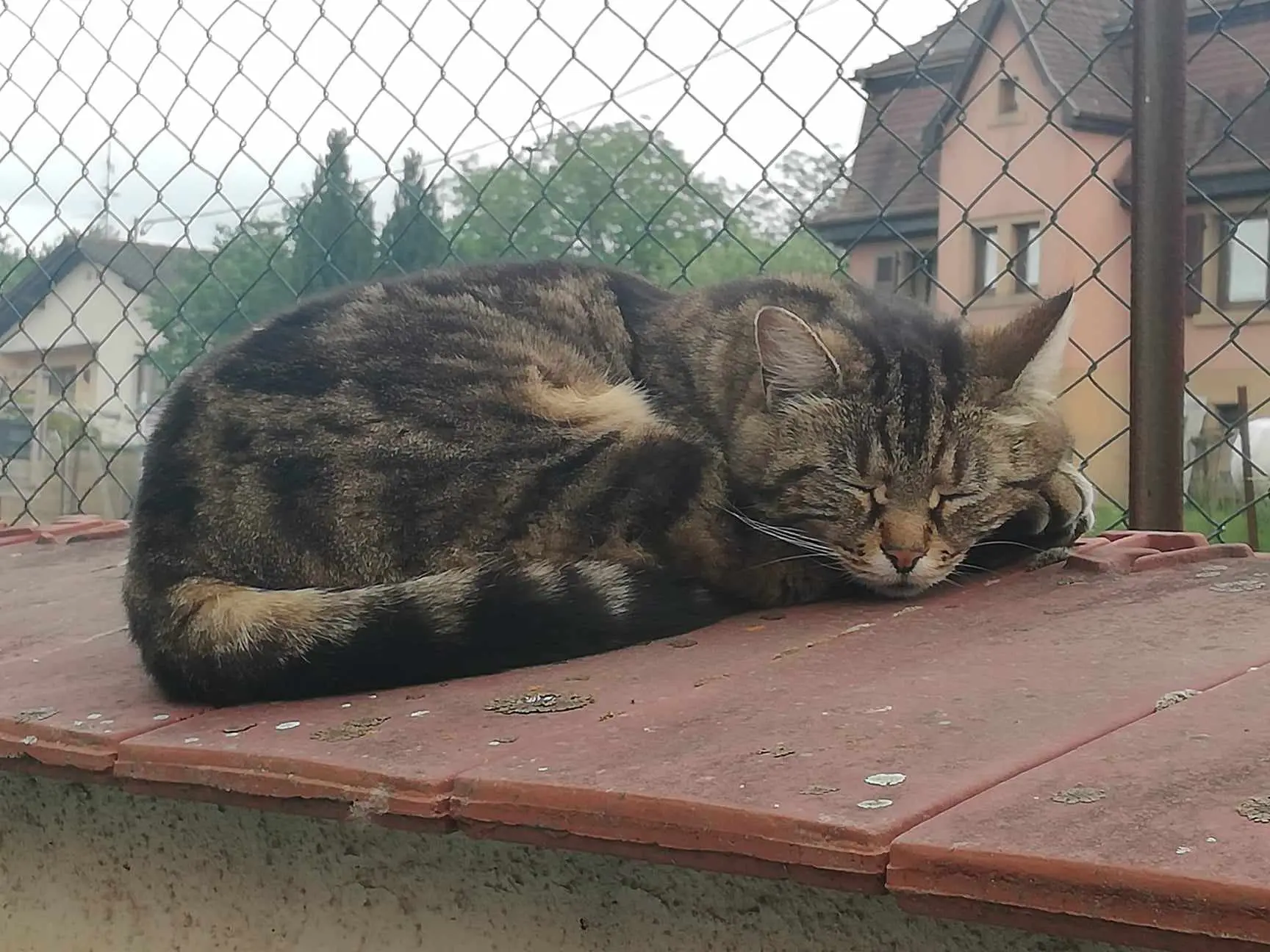 Chatte Trouvée 68 Haut-Rhin Chatte Trouvée 68 Haut-Rhin