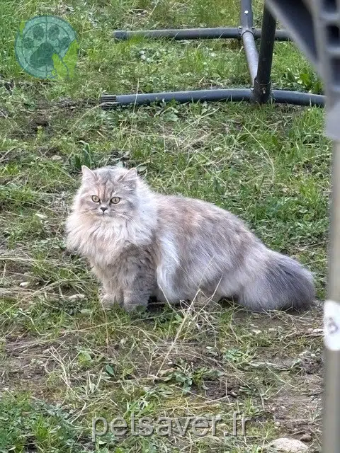 chatte reunited   69530 Brignais Abby