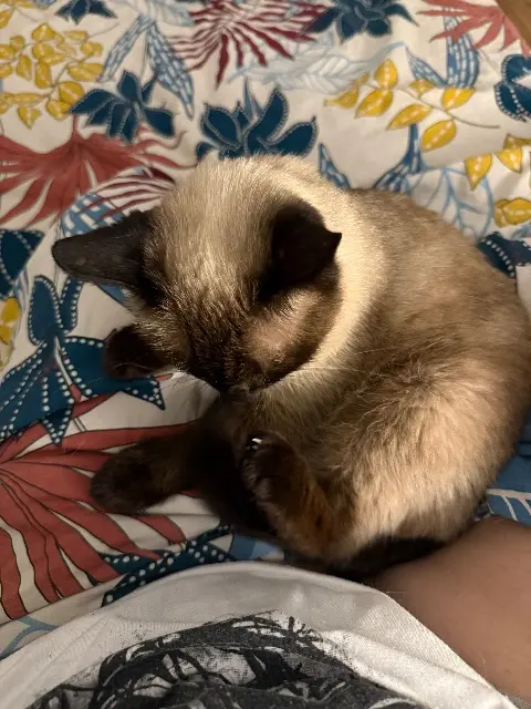 chatte reunited   69530 Brignais Agathe