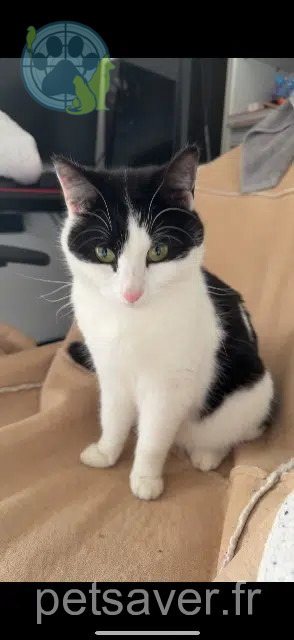 chatte reunited 69420 Ampuis Boo