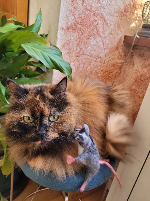 chatte reunited   69630 Chaponost Caramella