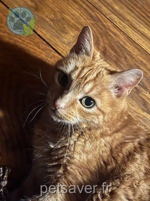 chatte reunited 69220 Saint-Lager Caramelle