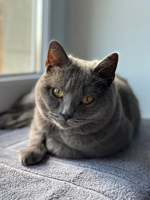 chatte reunited   69440 Chabanière Mirabelle