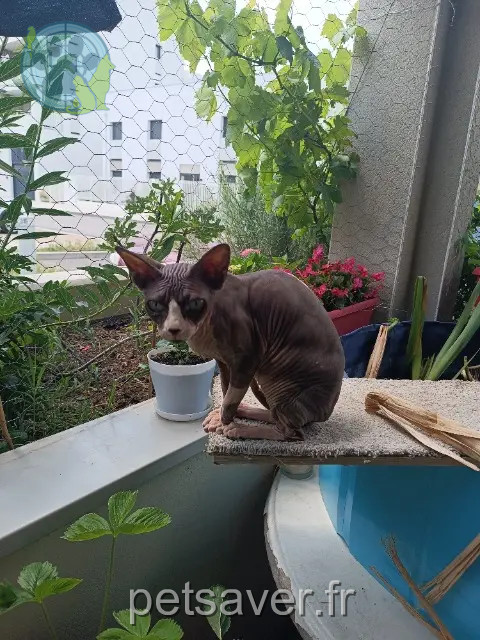 chatte reunited 69720 Saint-Laurent-de-Mure Charlotte