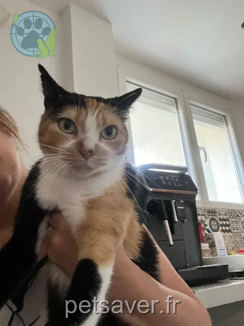 chatte reunited 69400 Villefranche-sur-Saône Chipie
