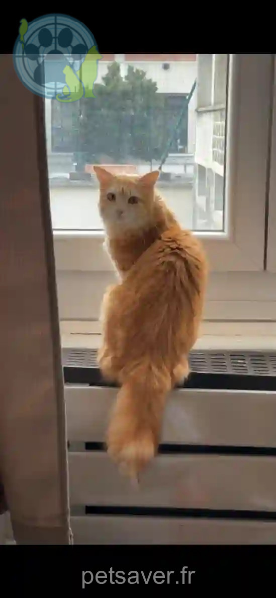 Chatte Trouvée 69 Rhône - Chouffe Chatte Trouvée 69 Rhône - Chouffe