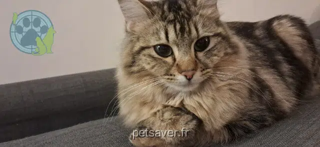 chatte reunited   69480 Pommiers Clochette