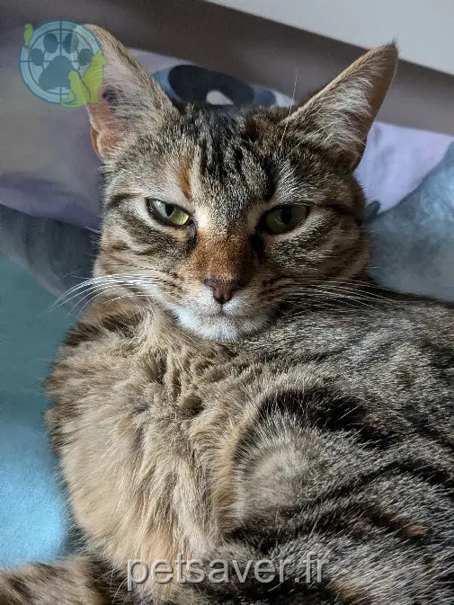 gatta ritrovata Rue du Côme 69380 Les Chères Fauve gatta reunited Rue du Côme 69380 Les Chères Fauve