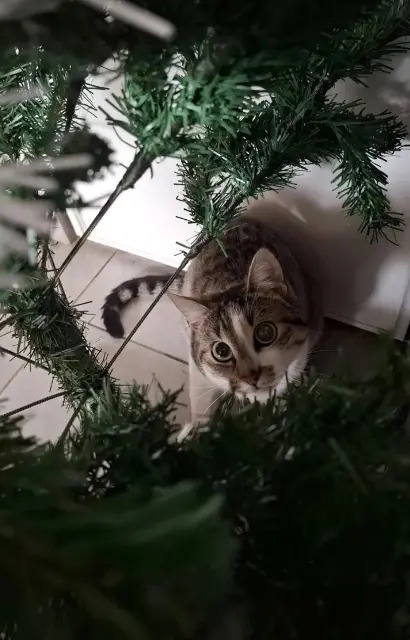 chatte reunited   69530 Brignais Freya