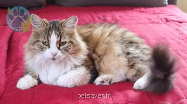 chatte reunited   69630 Chaponost Juliette