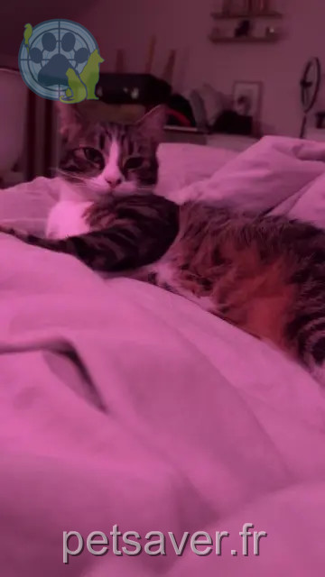 chatte reunited 69470 Cours Mia