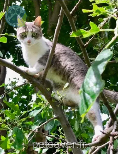 chatte reunited   69220 Dracé Minoune