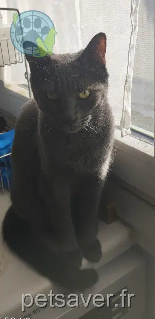 Katze reunited   69560 Sainte-Colombe Momoon