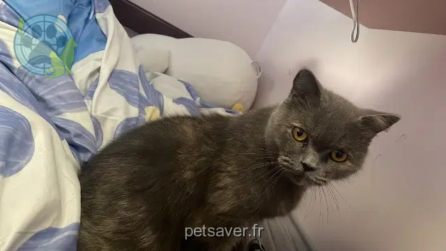chatte reunited 69440 Saint-Laurent-d'Agny Naboo