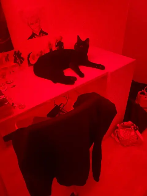 chatte reunited   69510 Messimy Nala