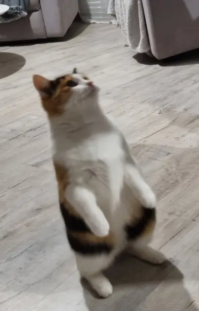 chatte reunited   69400 Villefranche-sur-Saône Nikita