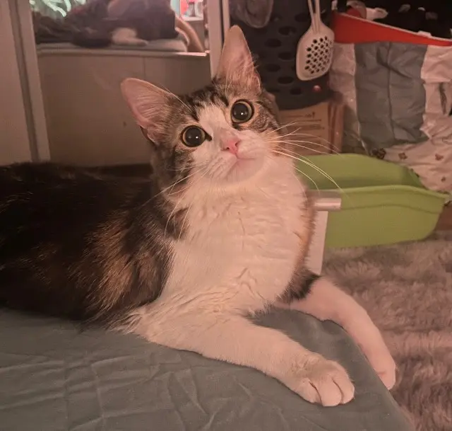 chatte reunited   69400 Villefranche-sur-Saône Oyha/Couscous