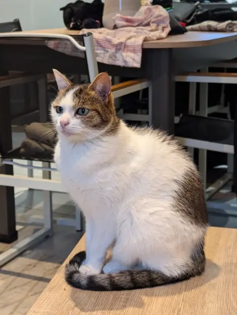 chatte reunited   69480 Anse Pandora